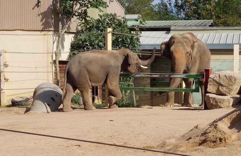 Dierentuin nabij macon touroparc zoo 1