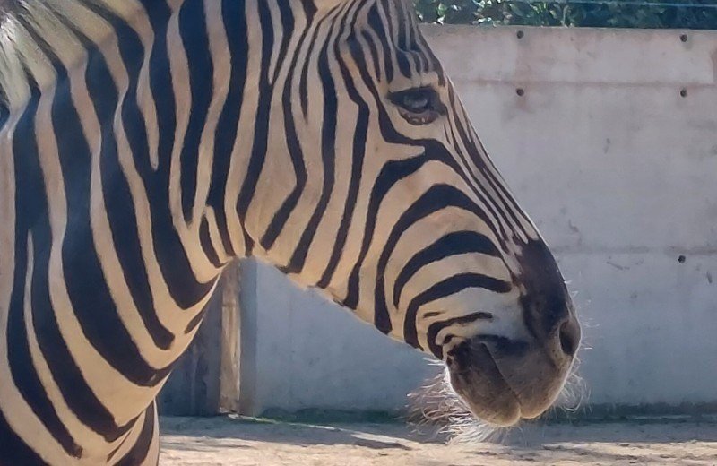 Dierentuin nabij macon touroparc zoo 2
