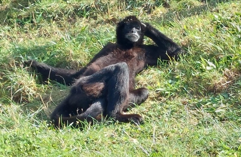 Dierentuin nabij macon touroparc zoo 3
