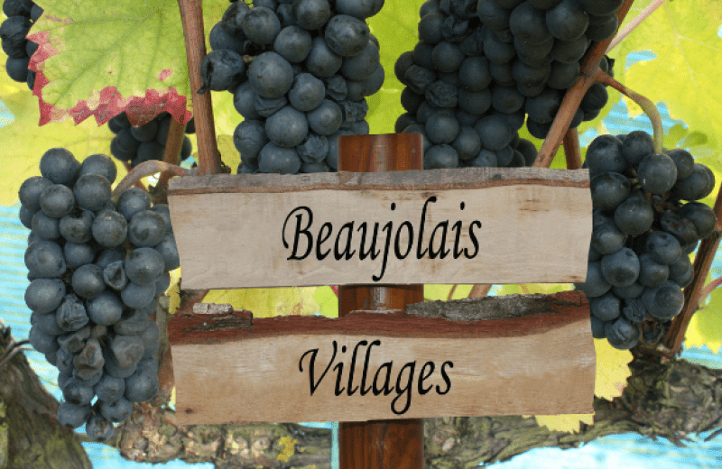 Region viticole beaujolais 1