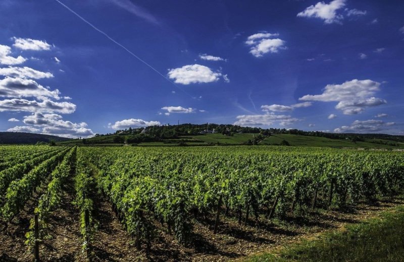 Weinregion camping saone